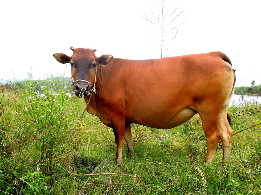 黃陂黃牛