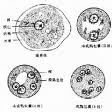 痢疾阿米巴 痢疾阿米巴