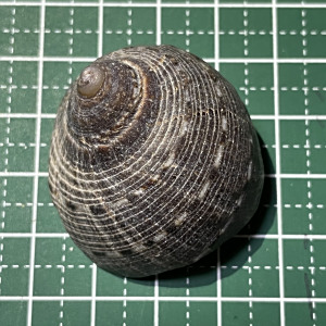 桃紫螺