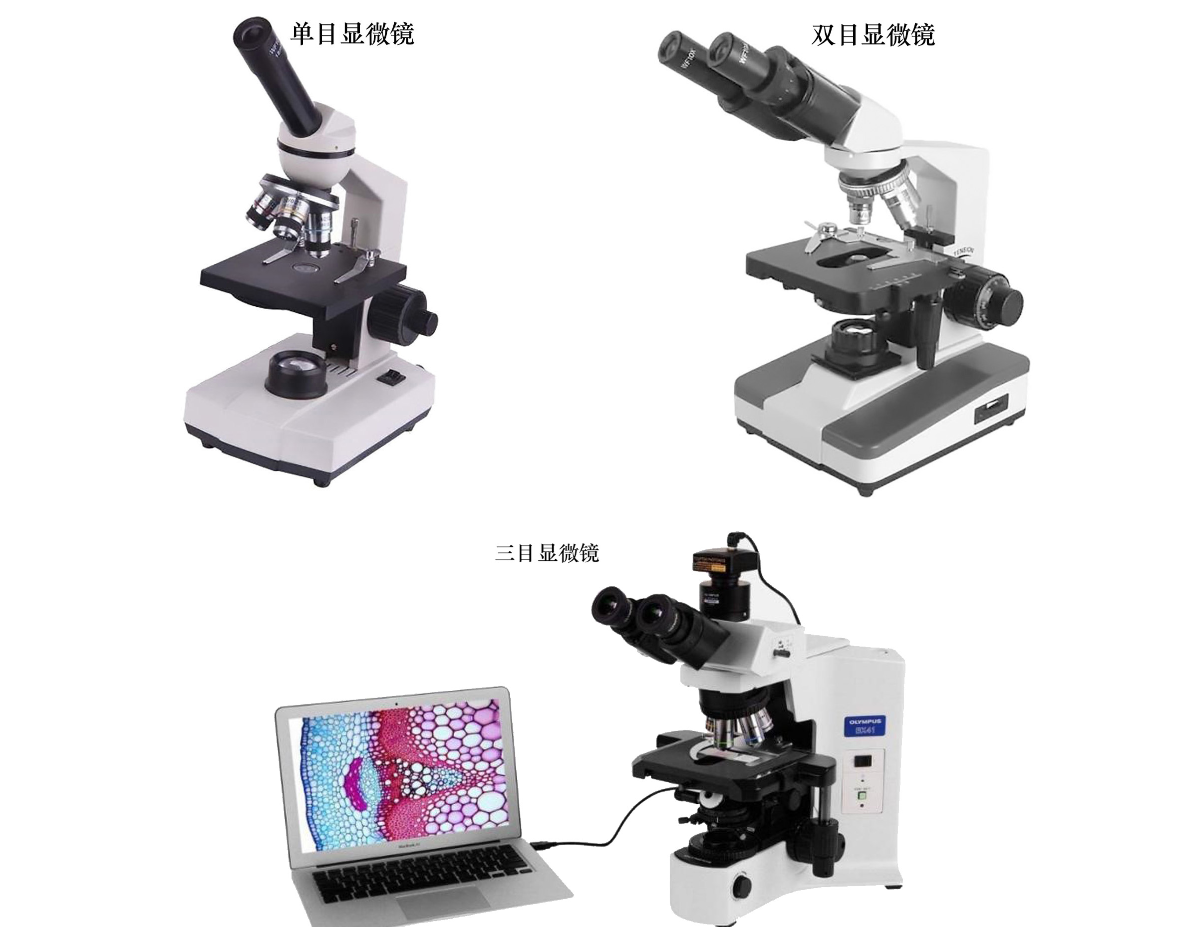 顯微鏡的目數