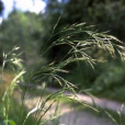 硬序羊茅 硬序羊茅