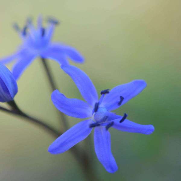 藍鐘花族 藍鐘花族