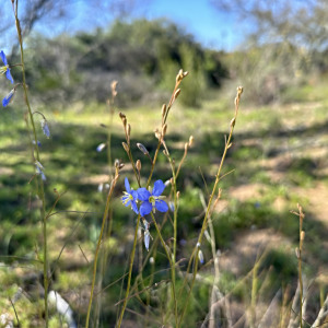 Heliophila leptophylla