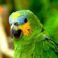 青綠頂亞馬遜鸚鵡(藍頂鸚哥)