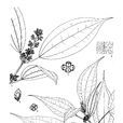 假冷水花 假冷水花