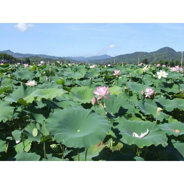 建蓮(建寧蓮子)