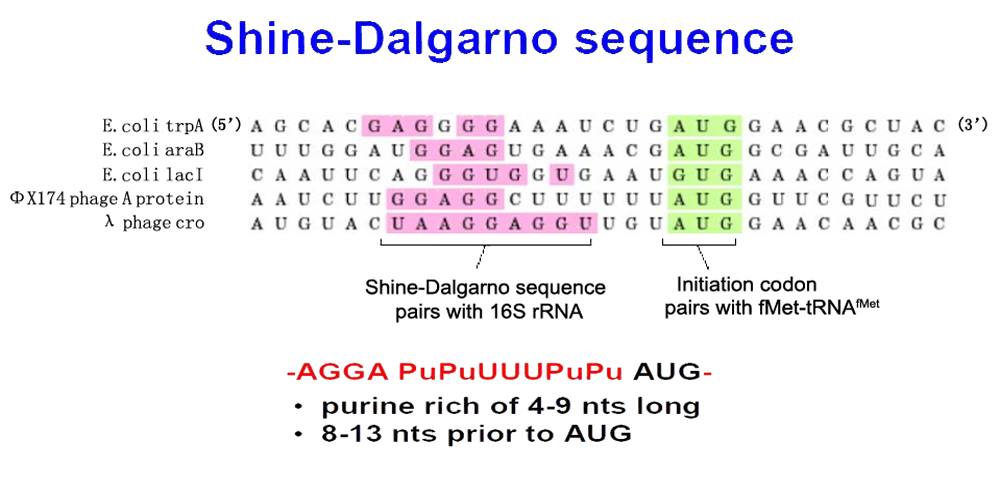 Shine-Dalgarno sequence