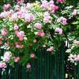 薔薇rose 薔薇rose