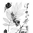 菱莢紅豆 菱莢紅豆