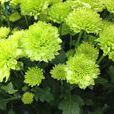 多頭菊 多頭菊