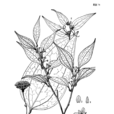 少花菝葜 少花菝葜