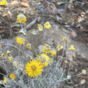 Leucochrysum albicans