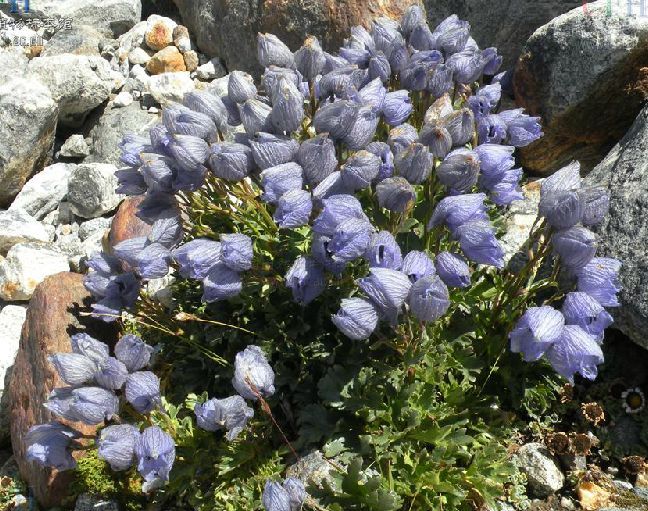 囊距翠雀花(甲果貝) 囊距翠雀花(甲果貝)