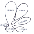 木蘭綱 木蘭綱