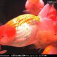 龍睛魚 龍睛魚