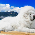 海藍獸 海藍獸