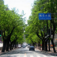 槐花大道 槐花大道