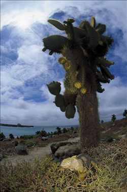 厄瓜多加拉巴哥群島