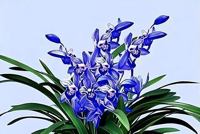 大藍花石蘭