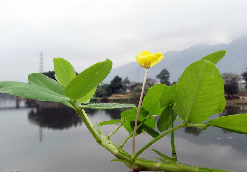 遍地黃金(豆科植物)