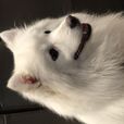 銀狐犬(狐狸狗) 銀狐犬(狐狸狗)