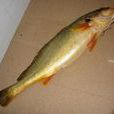 黃金魚(魚類) 黃金魚(魚類)