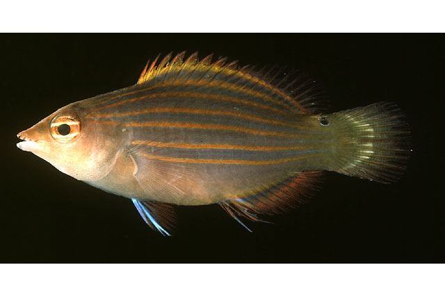 擬唇魚屬 擬唇魚屬
