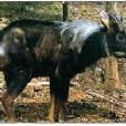 華西鬣羚