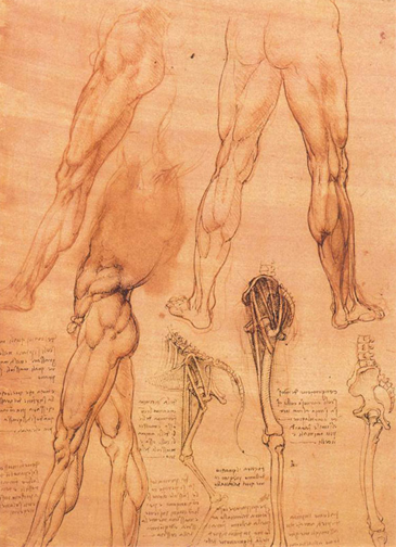 達文西人體解剖圖