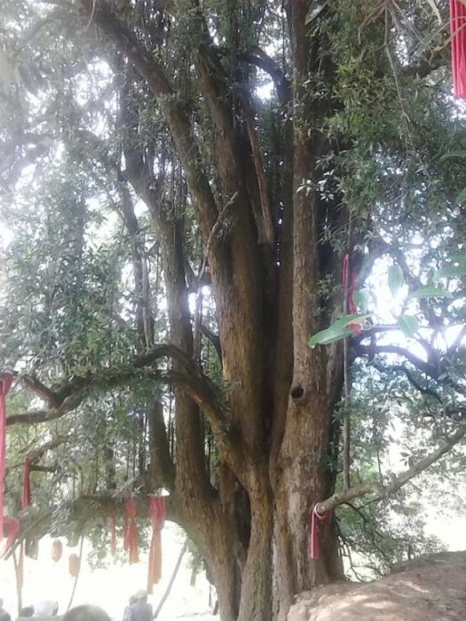 水紅樹 水紅樹