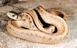 北方褐蛇(Storeria dekayi)