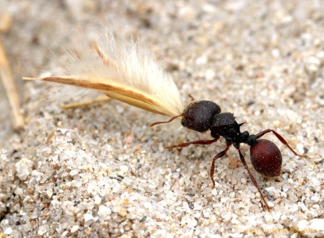 盾胸切葉蟻