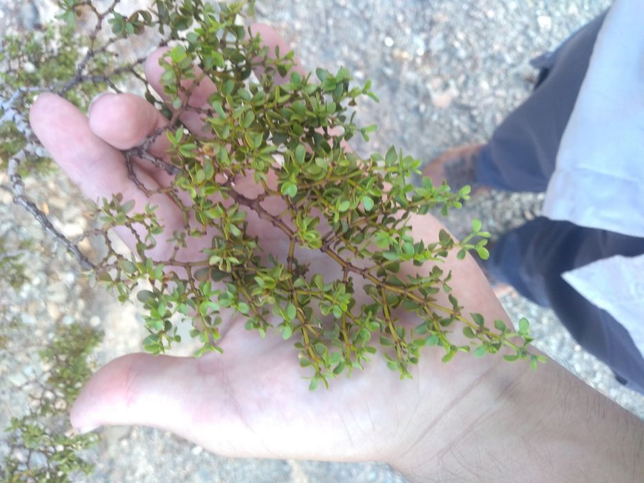 Larrea divaricata Larrea divaricata
