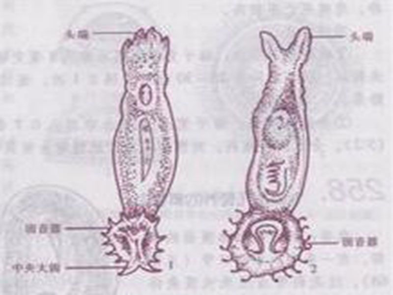 北江指環蟲 北江指環蟲