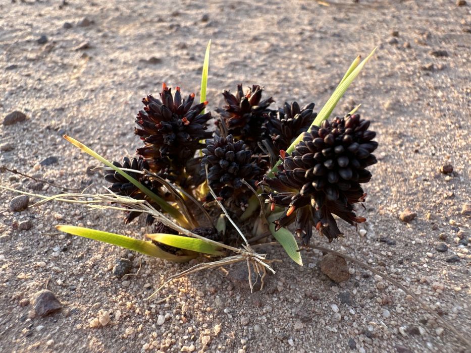Haemodorum brevicaule