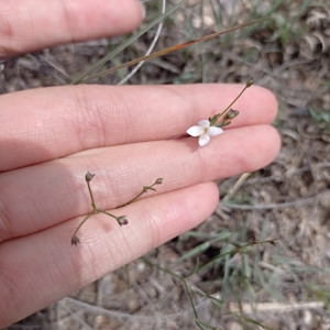 Houstonia palmeri