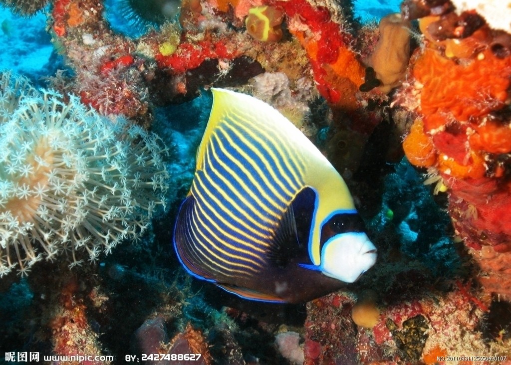 大堡礁魚類