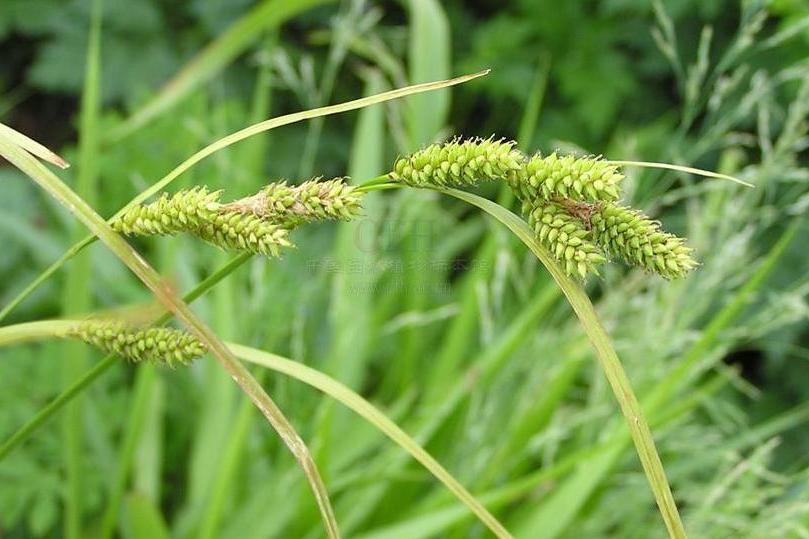 福建薹草 福建薹草