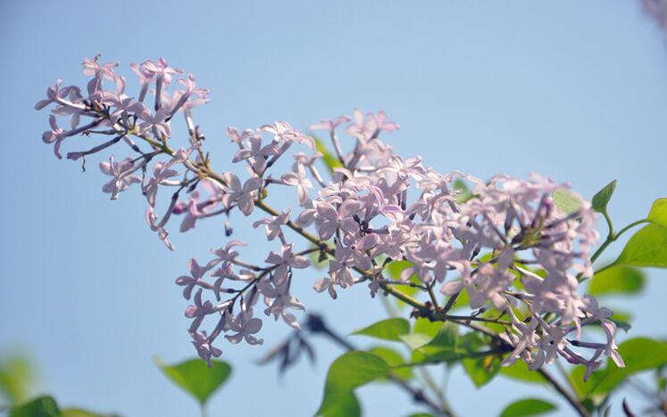 紫雲丁香