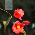 毛蕊紅山茶 毛蕊紅山茶