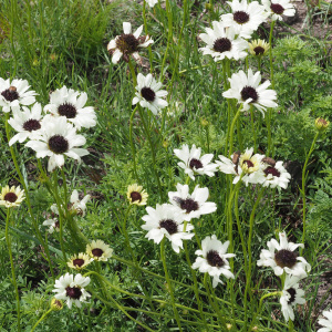 Callilepis leptophylla