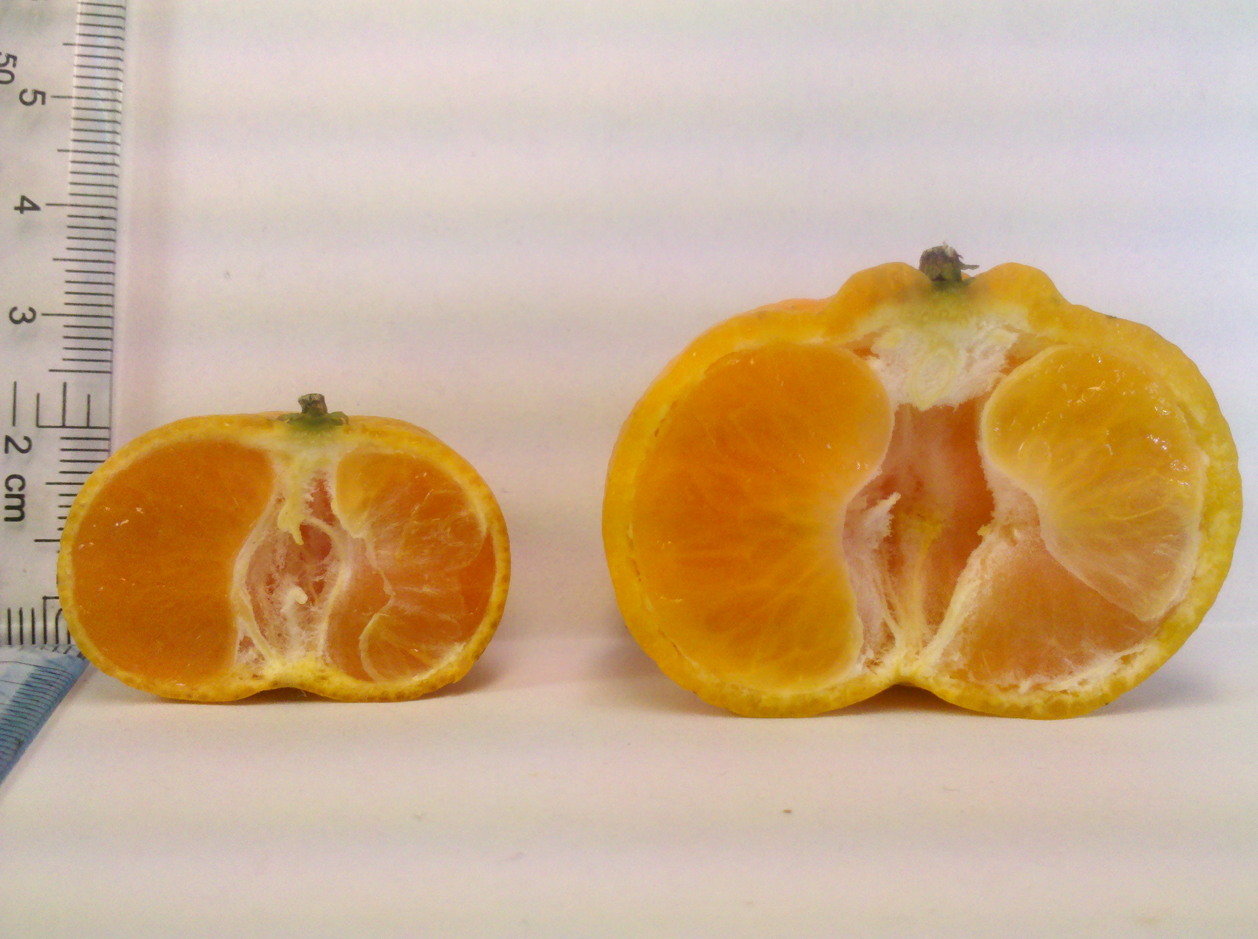 左為小種乳橘，右為大種乳橘