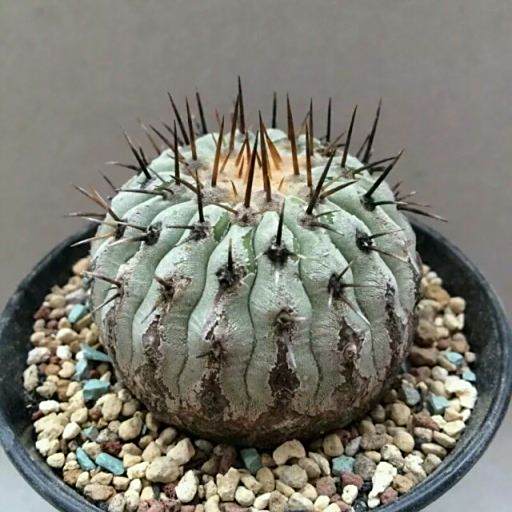 黑王丸 黑王丸
