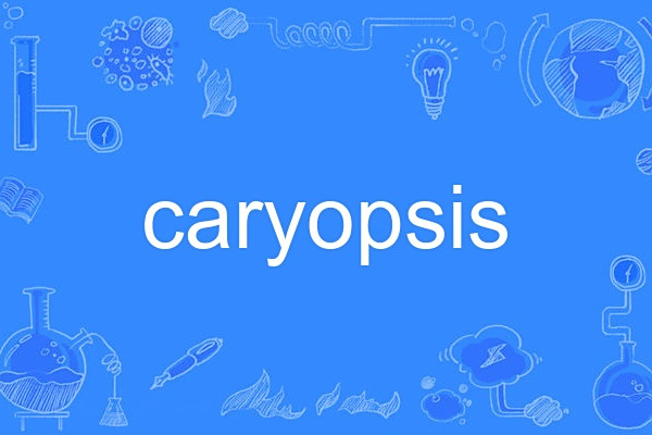 caryopsis caryopsis