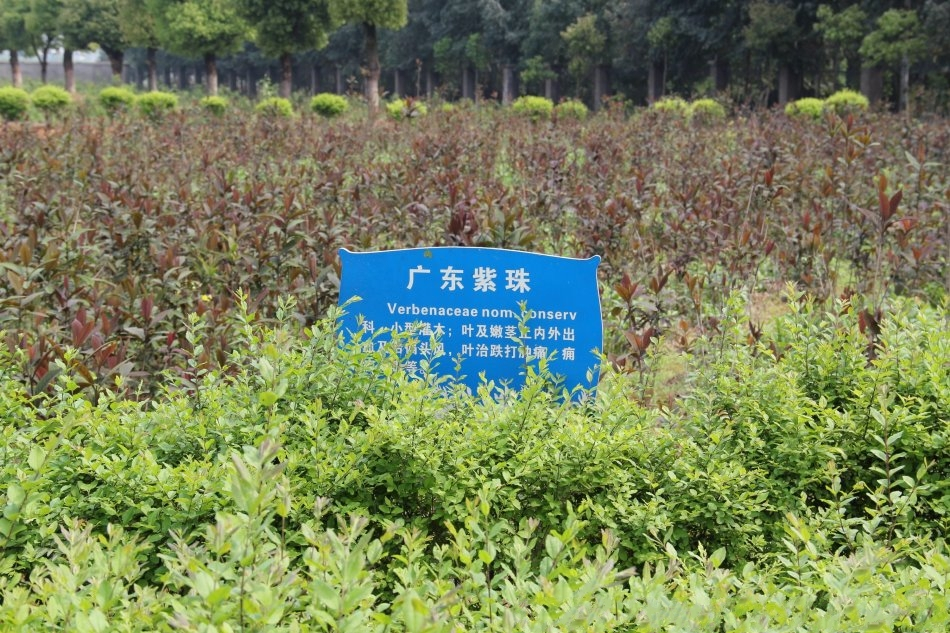 廣東紫珠(HT-1) 廣東紫珠(HT-1)