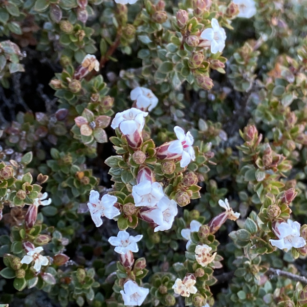 Epacris serpyllifolia