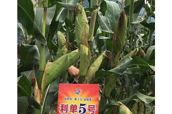 利單5號 利單5號
