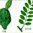 葉刺 葉刺