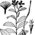 糙葉斑鳩菊 糙葉斑鳩菊