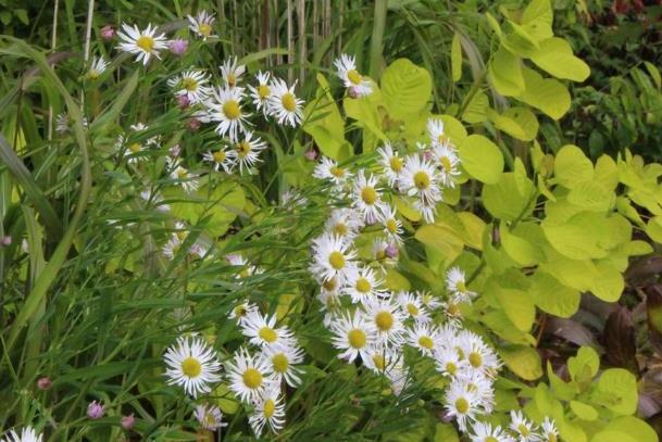 Boltonia asteroides var. latisquama Boltonia asteroides var. latisquama